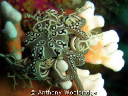 A Basket Star on some Noble Coral taken at Gasmic reef in... by Anthony Wooldridge 